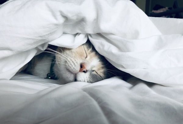 Bedroom environment for better sleep